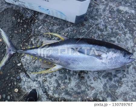 港に水揚げされた新鮮なマグロ 130789767
