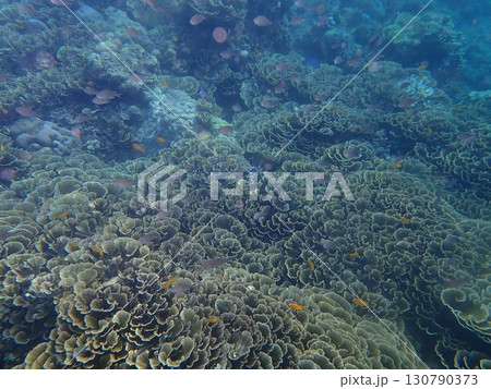 インドネシア バリ島 アメッドの魚 インドネシア バリ島 アメッドの魚 130790373