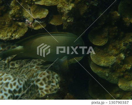 インドネシア バリ島 アメッドの魚 インドネシア バリ島 アメッドの魚 130790387