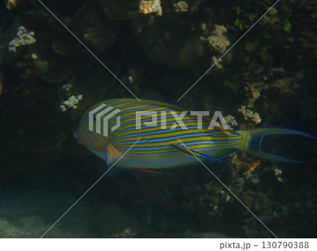 インドネシア バリ島 アメッドの魚 インドネシア バリ島 アメッドの魚 130790388