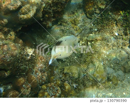 インドネシア バリ島 アメッドの魚 インドネシア バリ島 アメッドの魚 130790390