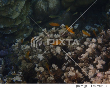 インドネシア　バリ島　アメッドの魚 130790395
