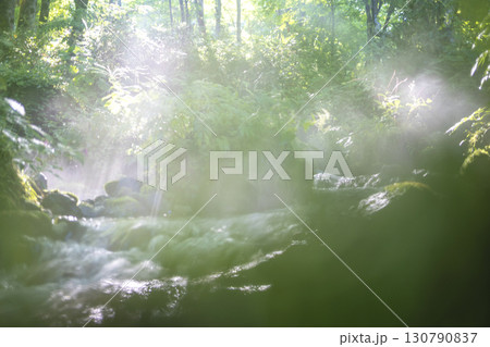 森の清流に光芒が差し込む風景 大山木谷沢渓流 森の清流に光芒が差し込む風景 大山木谷沢渓流 130790837