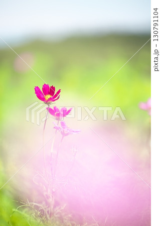 コスモス畑に咲く綺麗なコスモスの花 130791104