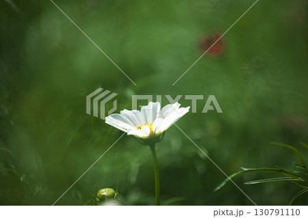 コスモス畑に咲く綺麗なコスモスの花 コスモス畑に咲く綺麗なコスモスの花 130791110
