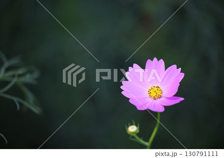 コスモス畑に咲く綺麗なコスモスの花 コスモス畑に咲く綺麗なコスモスの花 130791111