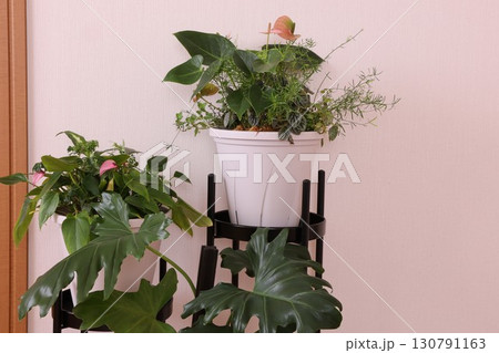 観葉植物のある部屋 観葉植物のある部屋 130791163