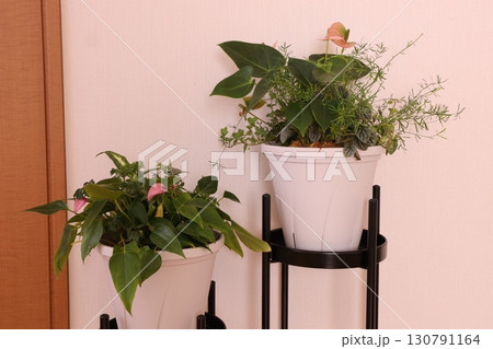 観葉植物のある部屋 観葉植物のある部屋 130791164