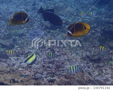 インドネシア　ペニダ島の魚 130791192