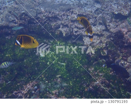 インドネシア　ペニダ島の魚 130791193