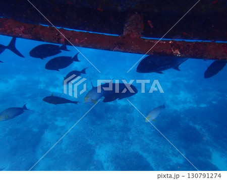 インドネシア レンボンガン島の魚 インドネシア レンボンガン島の魚 130791274