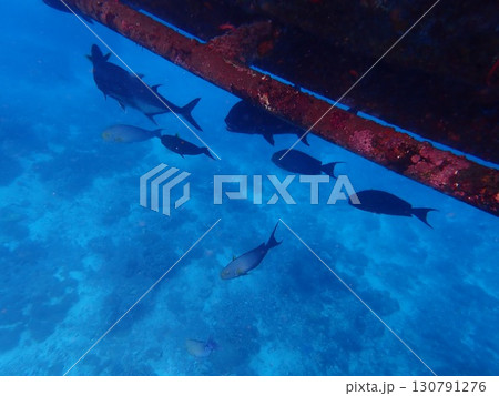 インドネシア レンボンガン島の魚 インドネシア レンボンガン島の魚 130791276