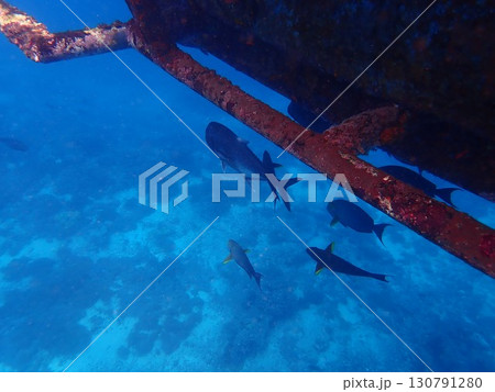 インドネシア　レンボンガン島の魚 130791280