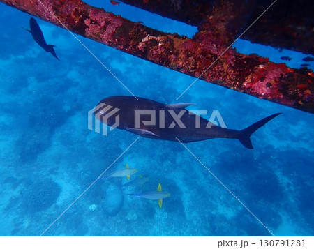 インドネシア　レンボンガン島の魚 130791281