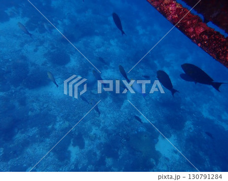 インドネシア レンボンガン島の魚 インドネシア レンボンガン島の魚 130791284