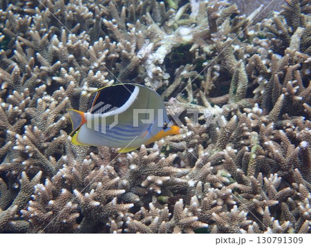 インドネシア　レンボンガン島の魚 130791309