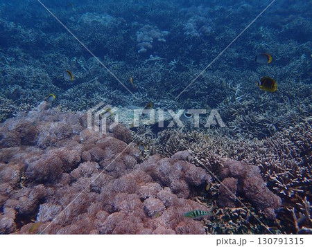 インドネシア レンボンガン島の魚 インドネシア レンボンガン島の魚 130791315