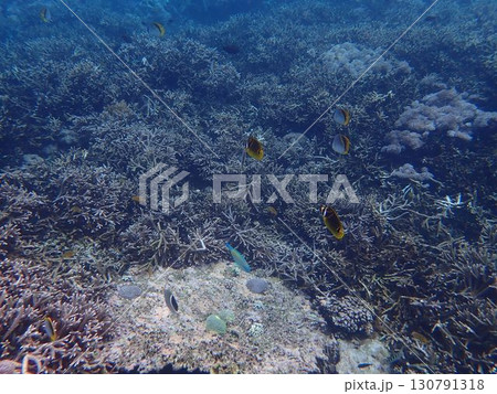 インドネシア　レンボンガン島の魚 130791318