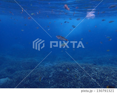 インドネシア レンボンガン島の魚 インドネシア レンボンガン島の魚 130791321