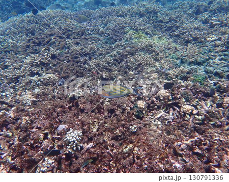 インドネシア　レンボンガン島の魚 130791336