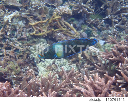 インドネシア　レンボンガン島の魚 130791343