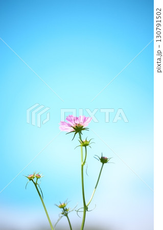 青空とピンク色の綺麗なコスモスの花 青空とピンク色の綺麗なコスモスの花 130791502