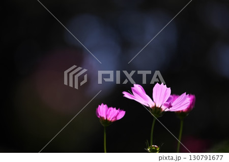 季節の花 コスモス 季節の花 コスモス 130791677