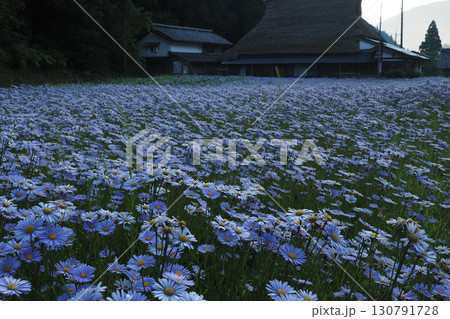 友禅菊咲く山里の風景 友禅菊咲く山里の風景 130791728
