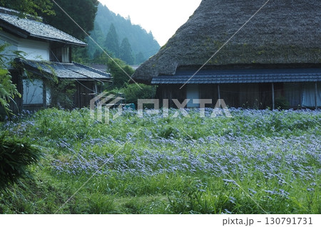 友禅菊咲く 田舎の風景 友禅菊咲く 田舎の風景 130791731