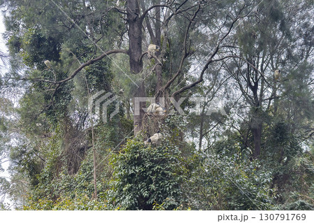 Ibis birds resting in a tall tree in the Central Gardens Nature Reserve Ibis birds resting in a tall tree in the Central Gardens Nature Reserve 130791769
