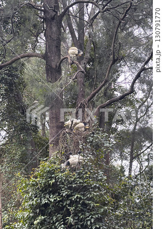 Ibis birds resting in a tall tree in the Central Gardens Nature Reserve 130791770
