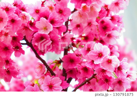春の公園の満開のさくらのアップ風景3 130791875