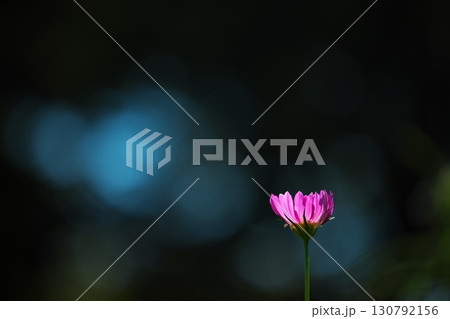 公園に咲く、一凛のコスモスの花 130792156