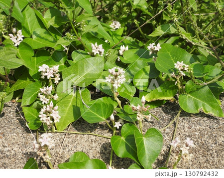 塀に生えるガガイモの蔓と花 130792432