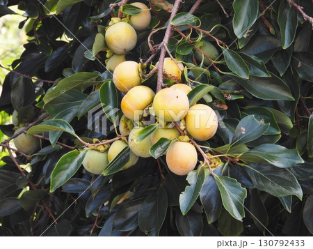 色づき始めた柿の実 130792433