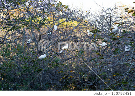 シロトキが群れで川岸の木に留まる風景 130792451
