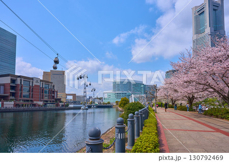 春の神奈川県横浜市の桜咲く汽車道から桜木町駅方面 130792469