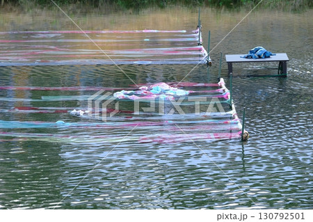 夏の鴨川の京友禅流し 130792501