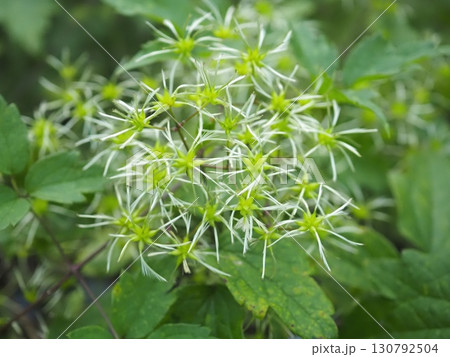 ボタンヅルの青い種(20250906165025) ボタンヅルの青い種(20250906165025) 130792504