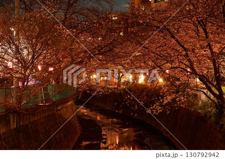 神奈川県　麻生川の夜桜 130792942