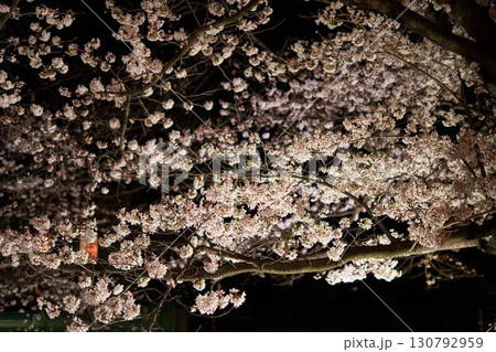 神奈川県　麻生川の夜桜 130792959