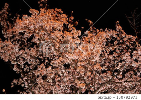 神奈川県　麻生川の夜桜 130792973