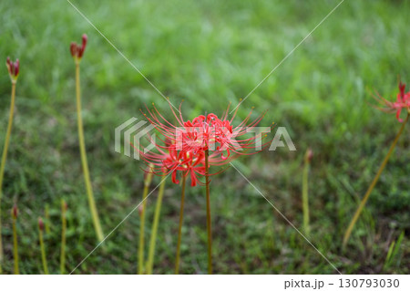 彼岸花 ヒガンバナ 秋の花 9月 イメージ 130793030