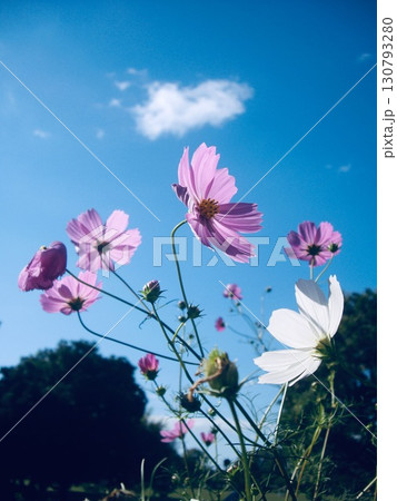 青空とコスモス 130793280