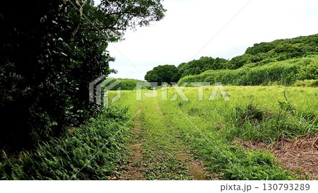 沖縄県八重山諸島鳩間島の島内の風景 130793289