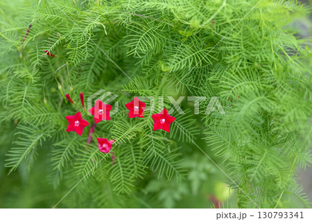 ルコウソウ 秋 小さい 花 赤色 9月 イメージ 130793341