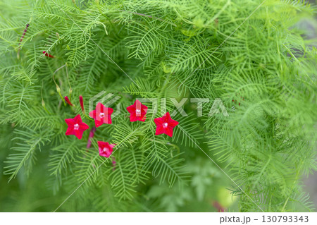 ルコウソウ 秋 小さい 花 赤色 9月 イメージ ルコウソウ 秋 小さい 花 赤色 9月 イメージ 130793343