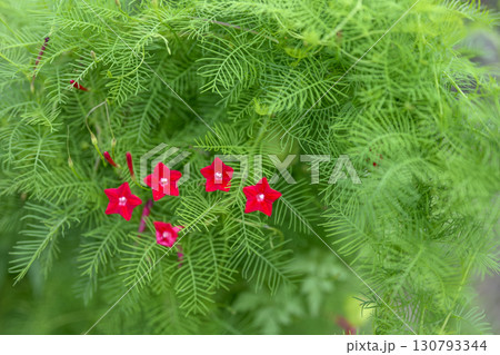 ルコウソウ 秋 小さい 花 赤色 9月 イメージ 130793344