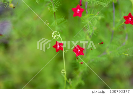 ルコウソウ 秋 小さい 花 赤色 9月 イメージ ルコウソウ 秋 小さい 花 赤色 9月 イメージ 130793377