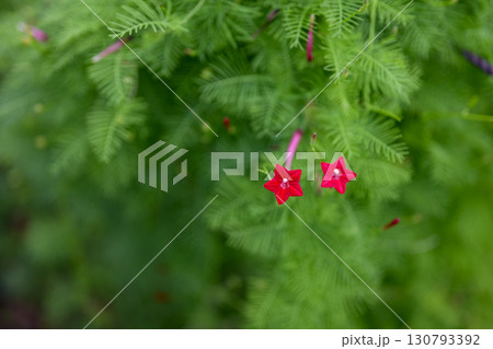 ルコウソウ 秋 小さい 花 赤色 9月 イメージ 130793392